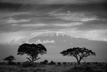  Góra Kilimandżaro  na afrykańskiej sawannie w czarno białej kolorystyce - obrazy, fototapety, plakaty