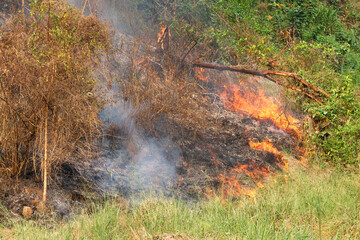 A forest fire is spreading from the dry grass. Burns from villagers' farms and gardens is spreading into the forest