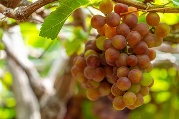 Red and green vineyard in the early sunshine with plump grapes harvested laden waiting red wine nutritional drink in Ninh Thuan province, Vietnam