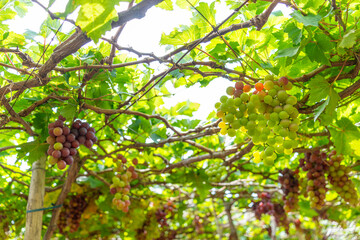 Red and green vineyard in the early sunshine with plump grapes harvested laden waiting red wine nutritional drink in Ninh Thuan province, Vietnam