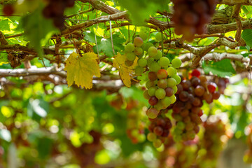 Fototapeta premium Red and green vineyard in the early sunshine with plump grapes harvested laden waiting red wine nutritional drink in Ninh Thuan province, Vietnam