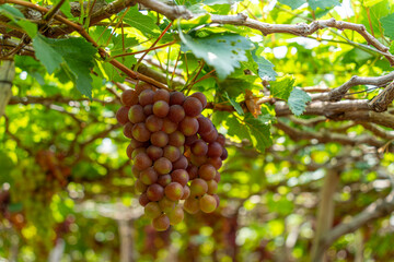 Red and green vineyard in the early sunshine with plump grapes harvested laden waiting red wine...