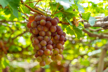 Red and green vineyard in the early sunshine with plump grapes harvested laden waiting red wine nutritional drink in Ninh Thuan province, Vietnam