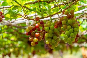 Red and green vineyard in the early sunshine with plump grapes harvested laden waiting red wine nutritional drink in Ninh Thuan province, Vietnam