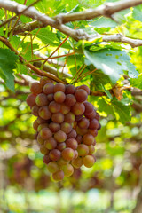 Red and green vineyard in the early sunshine with plump grapes harvested laden waiting red wine nutritional drink in Ninh Thuan province, Vietnam