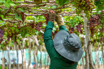 Farmer cutting red grapes in vineyard in the early morning, with plump grapes harvested laden waiting red wine nutritional drink in Ninh Thuan province, Vietnam