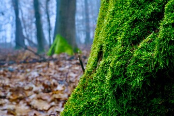 Moss in the forest  - obrazy, fototapety, plakaty