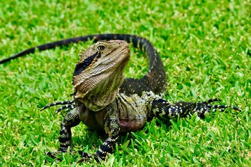 Waterdragon lizard © Tomasz