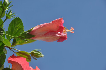 flor se hibisco parecido com labios vulva feminina 