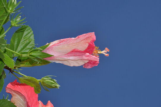 flor se hibisco parecido com labios vulva feminina 