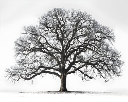 A large tree with no leaves is standing in a field