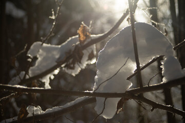 Snow on the tree. Forest in winter. Morning in the forest.