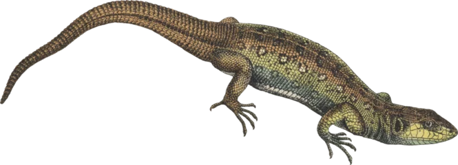 Foto op Plexiglas lizard reptile isolated element collage clip art illustration design vintage © zidbikmaula