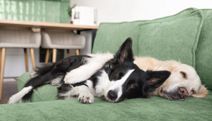 A border collie and a golden retriever are hugging each other and sleeping cutely on a green sofa in the living room.