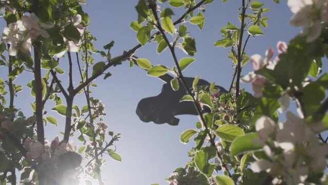 horse head silhouette amongst blossoming apple trees