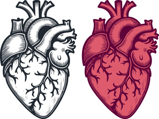 Human heart, vector illustration