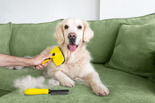 Man&rsquo;s hand combing golden retriever in moulting with yellow brush on green sofa. Dog care concept