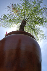 palmeira phenix em vaso de barro 