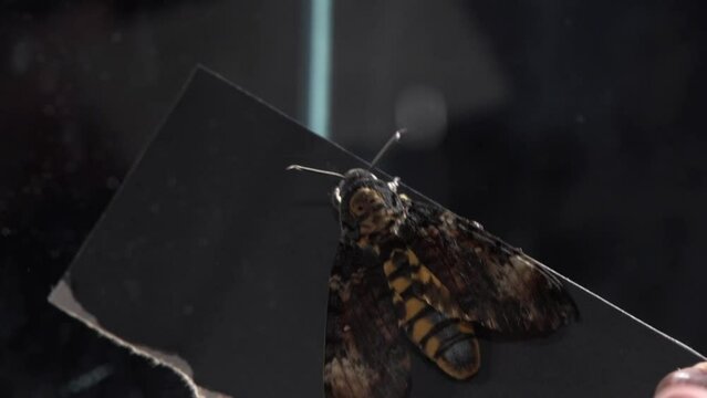 squirrel butterfly in glass housing