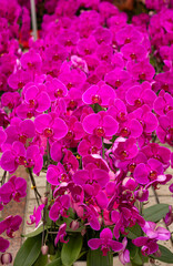 Phalaenopsis orchids for sale in the flower market
