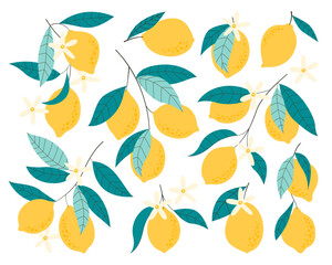 Yellow lemon ripe fruits on branches with green leaves and blooming flower vector illustration