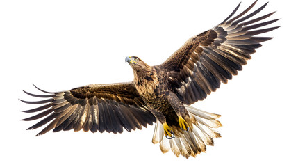 Obraz premium Majestic Eagle in Flight Captured in a Stunning Close-Up