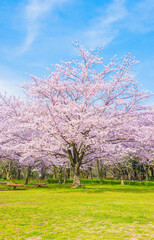 満開の桜と青空とコピースペース