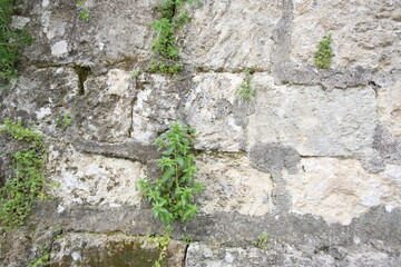 green plants growing on stone wall