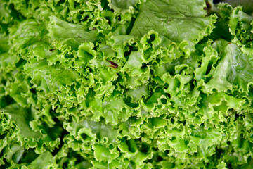 View of the lettuces on sale in the street market