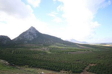 Fototapeta na wymiar citrus orchards in cukurova, Turkey