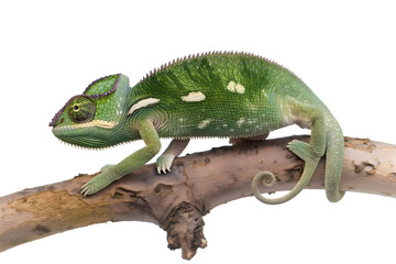 Obraz premium Vibrant Chameleon Perched on a Branch against White Background