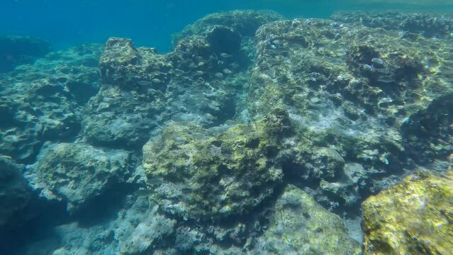 School of Marbled Spinefoot fish (Siganus rivulatus) swim over rocks sea bottom, Slow motion, Mediterranean Sea, Rhodes island,  Greece 