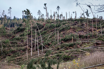 Pinè, Trentino, Italy - 01/11/2018 - Destruction of fir forests caused by Storm Vaia