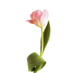 Isolated, single, gently pink tulip flower on transparent background. Concept of spring holidays:...