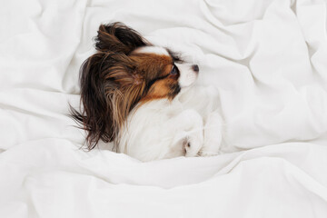 Cute papillon dog sleeping on white bed
