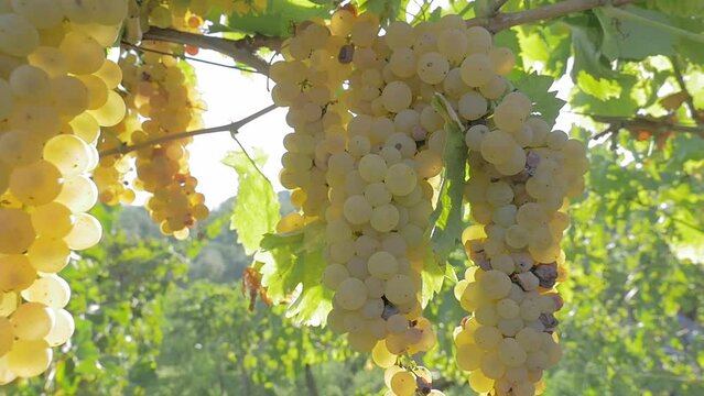 Dew-Kissed Dawn: Harvest in Italian Vineyard