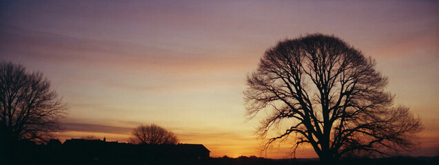 Silhouette of Tree Against Sunset