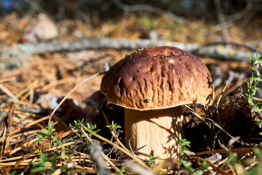 Pine bolete or pinewood king bolete or Boletus pinophilus brown cap mushrooms with pine needles on forest background. Picking edible mushrooms. Selective focus close up shot.