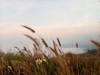 Fields of bristle grass flower were blown by the wind on the mountain, the background is the sky and the sea of ​​fog