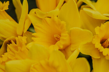 A close-up of blooming yellow daffodils petals in spring