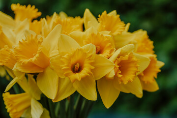 Yellow daffodils on a green spring background during Easter