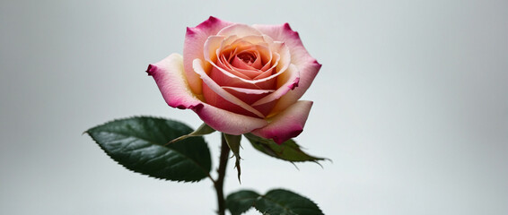 A Single Pink Rose With Green Leaves