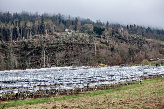 Pin&egrave;, Trentino, Italy - 01/11/2018 - Destruction of fir forests caused by Storm Vaia with damage to homes and greenhouses