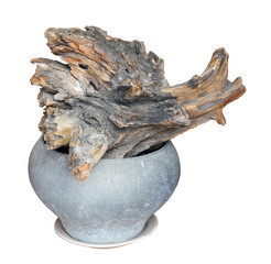 A piece of dried wood as interior decoration isolated