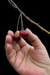 Woman's fingers plucking ripe cherries from a branch isolated