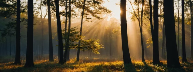 Fotobehang Golden Sunrise Filtering Through a Tranquil Forest at Dawn © @uniturehd