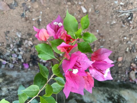 Bougainvillea spectabilis, also known as great bougainvillea, is a species of flowering plant. It is native to Brazil, Bolivia, Peru, and Argentina's Chubut Province. I