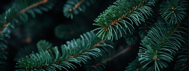 Fototapeta na wymiar Close Up of a Pine Tree Branch