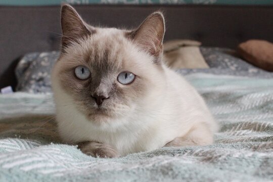 Portrait einer Siam-Mix Katze mit hellblauen Augen