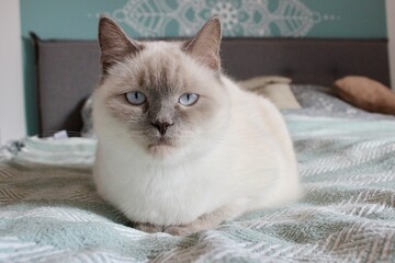 Siam-mix Katze mit hellblauen Augen im Bett